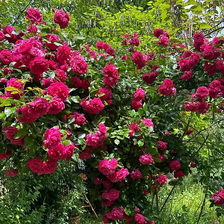 Wohnen & Kunst Appartement Bad Rodach